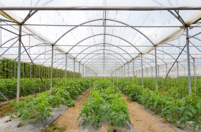 蔬菜温室大棚种植时发现有氨气出现怎么办